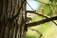 Sagit Washington P.K  Brown Creeper 222.JPG