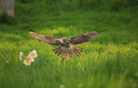 Union Bay  Hawk 088.JPG