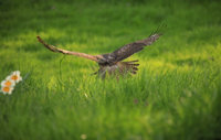 Union Bay  Hawk 087.JPG