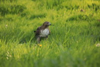 Union Bay  Hawk 158.JPG