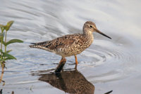 Yellow Legs  Rail 014.JPG