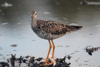 Yellow Legs  Rail 063.JPG