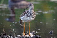 Yellow Legs  Rail 083.JPG