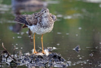 Yellow Legs  Rail 087.JPG
