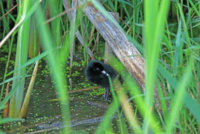 Yellow Legs  Rail 139.JPG