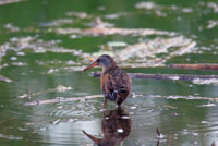 Yellow Legs  Rail 154.JPG