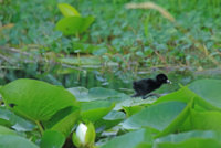 Yellow Legs  Rail 159.JPG
