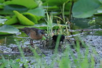 Yellow Legs  Rail 166.JPG