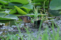 Yellow Legs  Rail 170.JPG