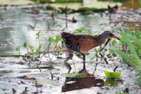 Yellow Legs  Rail 156.JPG