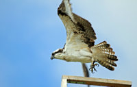 Union Bay Osprey 346 copy.jpg