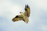 Union Bay Osprey 354 copy copy.jpg