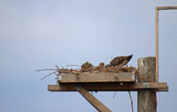 Union Bay Osprey 412.JPG