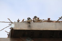 Union Bay Osprey 530.JPG