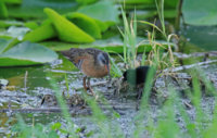 Yellow Legs  Rail 170 copy.jpg