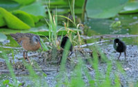 Yellow Legs  Rail 175 copy.jpg
