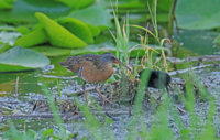 Yellow Legs  Rail 177 copy.jpg