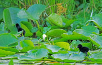Yellow Legs  Rail 190 copy.jpg