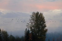 Nisqually 034-denoise.jpg