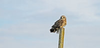 Skagit Short Ear Owl 202-denoise.jpg