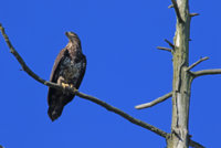 Skagit Eagles 231.JPG