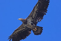 Skagit Eagles 211.JPG