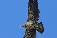 Skagit Eagles 212.JPG