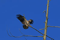 Skagit Eagles 216.JPG