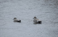 IMG_0287.JPG
