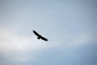 IMG_0043.JPG