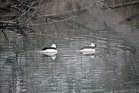 IMG_0004.JPG