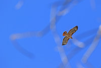 2P1A0221.JPG