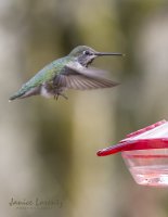 December hummer.jpg