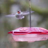 Hummer 1.jpg