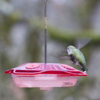 hummer2.jpg