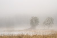 fog.jpg
