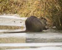 Nutria on ice.jpg
