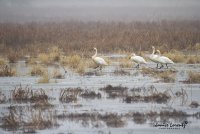 swan march.jpg swan march.jpg
