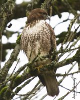 Hawk.jpg