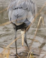 Heron.jpg