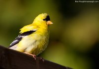 goldfinch1.jpg