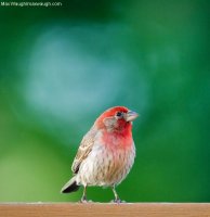 housefinch1.jpg