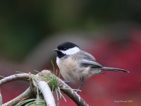 10-30-2013 black-capped chickadee woodway_1623_filtered.jpg