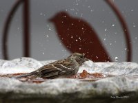 10-30-2013 golden-crowned sparrow at the bird bath_1668c2_filtered.jpg