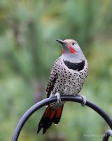 10-30-2013 m Northern Flicker_5881_filtered.jpg