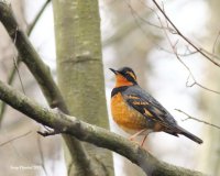 12-19-2013 varied thrush hatchery_7890.JPG 12-19-2013 varied thrush hatchery_7890.JPG