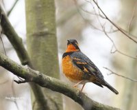 12-19-2013 varied thrush hatchery_7893.JPG 12-19-2013 varied thrush hatchery_7893.JPG