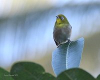 12-8-2013 japanese white eye wailea_7649.JPG 12-8-2013 japanese white eye wailea_7649.JPG