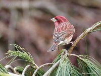 3-21-2012 Purple Finch_2633_filtered.jpg