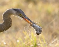 Heron and Vole.jpg